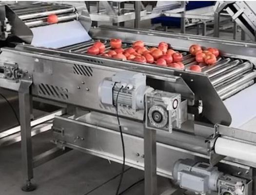 High Production Fruit Picking And Sorting Machine Capacity Customized